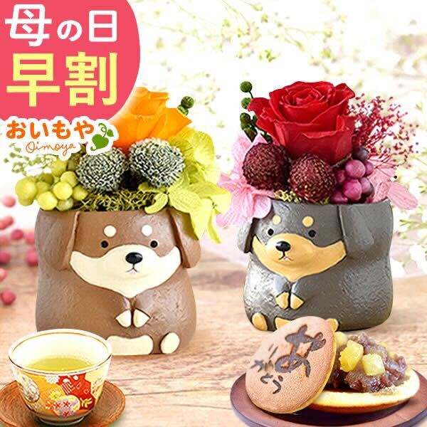 ダックスプリザペアセットどら焼き2個 ギフト