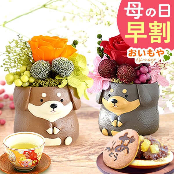 ダックスプリザペアセットどら焼き2個 ギフト