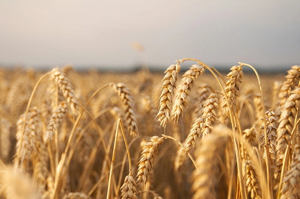 アブソルート ウオッカの原材料