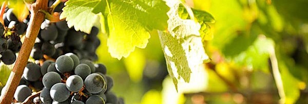 シャトー・グリュオー・ラローズ 2015年 メドック格付け第2級 750ml サンジュリアン 赤ワイン