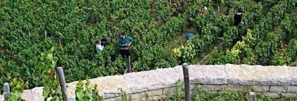 ブルゴーニュ オート コート ド ニュイ ブラン 2018年 ドメーヌ ユドロ バイエ 750ml  フランス ブルゴーニュ 白ワイン