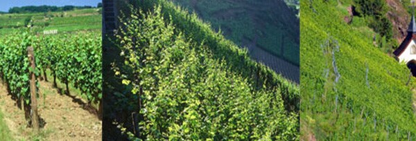 アルザス リースリング ブランド グラン・クリュ 2017年 ドメーヌ・ツィント・フンブレヒト 750ml （フランス アルザス 白ワイン）