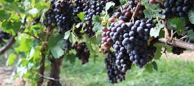 ジョセフ ロッシュ メルロー 2022 ヴァン ド フランス メルロー種100％ ラングドック ディオニー輸入品 13.5% 赤ワイン