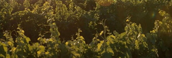 トゥファレッロ ネーロ・ディ・トロイア 2019年 ヴィニエティ・デル・ヴルトゥーレ 750ml （イタリア 赤ワイン）