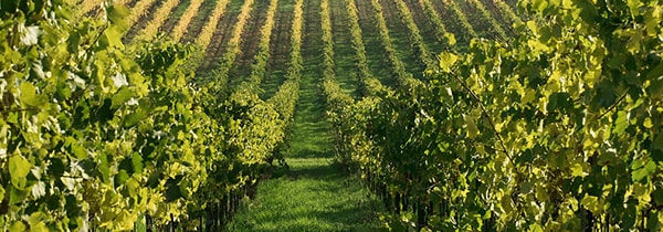 フラスカーティ セッコ 2021年 フォンタナ カンディダ社 DOCフラスカティ ハーフボトル 375ml イタリア 白ワイン