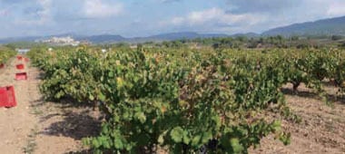 ア フロ デ ペル オレンジワイン 2020 セリェール タランナ ポエティック元詰 自然派 ビオディナミ ヴァン ナチュール SO2無添加