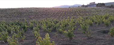 ホルダン デ アソ スペール クアトロ (スーパー 4) 2021 醸造家ハビエル グエルベンス 自然派 ヴァン ナチュール オーガニック 「CAAE」＆ビーガン (ヴィーガン)  ユーロリーフ認証