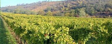 ヴェスリ グリューナー フェルトリーナー フェリックス 2021 ワイングート 自然派 ヴァンナ チュール ビオ 白ワイン オーストリアワイン 辛口