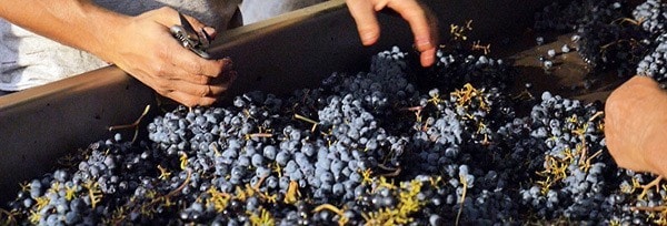 ポッジョ リ アンジェリ 2020 大樽熟成 ラ ジェルラ元詰 トスカーナIGT アルコール度数13％ 赤ワイン イタリアワイン 辛口 フルボディ 
