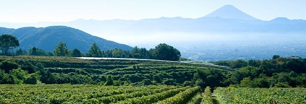 登美の丘ブラック クイーン＆マスカット ベーリーA 2018年 登美の丘ワイナリー 日本 赤ワイン