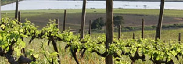 ミルストリーム シュナン ブラン 2023年 ベリンガム社 南アフリカ 白ワイン