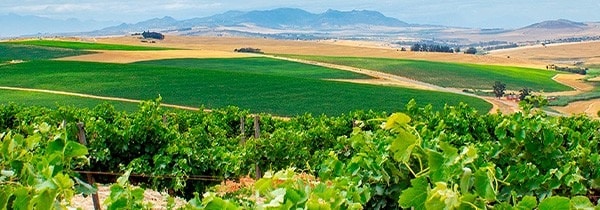ボン エスペランス 赤 N.V 辛口 赤 ミディアムボディ 750ml 南アフリカ 赤ワイン