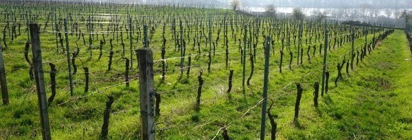 エアバッハー ソーヴィニヨン ブラン クーベーアー トロッケン 辛口 2020 ワイングート クラス 750ml  ドイツ 白ワイン