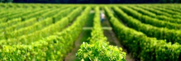 シャトー ピポー 2018 AOCサンテミリオン グラン クリュ特級 辛口 フルボディ 赤ワイン 750ml