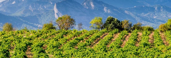 エル コンベルティード テンプラニーリョ 2023年 フリーバード・ワイン(デ ハーン アルテス) 750ml  スペイン 赤ワイン ヴィーガン ビーガン VEGAN