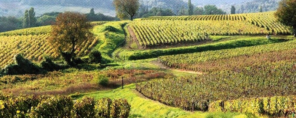 マランジュ ブラン 2017年 ドメーヌ コンタ グランジェ元詰 750ml ブルゴーニュ 赤ワイン 造り手の最終ヴィンテージ