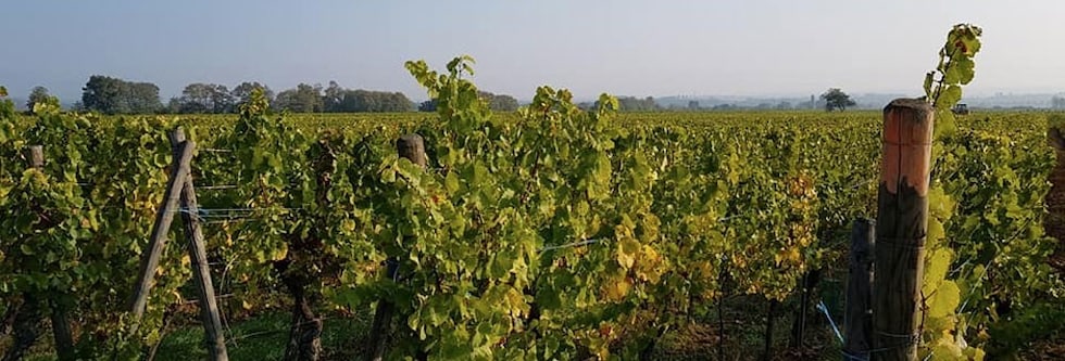 アルザス ワイン ノート オランジュ オレンジワイン 2019 Dm ジェラール メッツ AOCアルザス リースリング 正規品 白ワイン 750ml