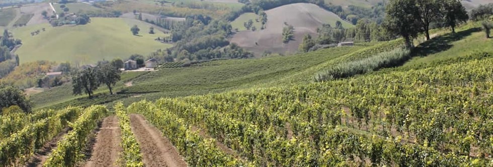 イル・ビアンコ 2021年 ヴィニェディレオ  （トス・カステッリ） 750ml （イタリア 白ワイン）