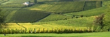 アルザス リボーヴィレ ブラン 2021 蔵出し限定品 ドメーヌ マルセル ダイス元詰 自然派 ビオディナミ エコセール＆AB公式認定ワイン