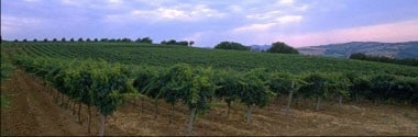 タヴェルネッロ ビアンコ イタリア 3L BIB （イタリア 白ワイン）