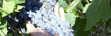 レーヴェ・オッフィーダ・ペコリーノ 2021年 ヴェレノージ社 750ml （イタリア 白ワイン）