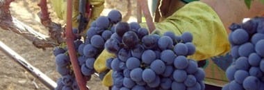 リフージョ・プリミティーヴォ 2020年 コンティ・ゼッカ 750ml （イタリア プーリア 赤ワイン）