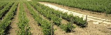 フェウド・アランチョ グリッロ 2022年 IGTシチリア （イタリア 白ワイン）