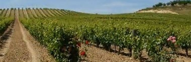 プロトコロ オーガニック ブランコ 2022年 ドミニオ エグレン 750ml （スペイン 白ワイン）