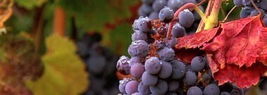 ウイリアムズ・セリエム ブッシャーヴィンヤード ピノ・ノワール 2011年 正規 750ml （カリフォルニア 赤ワイン）