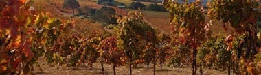 カルロ・ロッシ オーストラリア スムース レッドワイン 720ml ペットボトル （オーストラリア　赤ワイン）