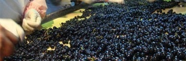 マスカット・ベリーA 酵母の泡 ロゼ キュヴェ・クローズ セック マンズワイン 720ml （日本 スパークリングワイン ロゼ 日本ワイン）