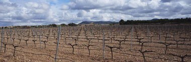 ラヤ 2021年 ボデガス・アタラヤ DOアルマンサ 750ml （スペイン 赤ワイン）