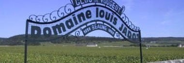 ブルゴーニュ ソンジュ・ド・バッカス シャルドネ 2020年 ルイ・ジャド社 正規 750ml （フランス ブルゴーニュ 白ワイン）