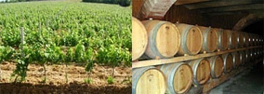 トスカーナ ビアンコ 2021 サン ルチアーノ社 正規輸入品 （白ワイン イタリア）