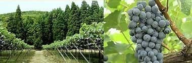 サントネージュ 山梨産甲州葡萄 2020年 750ml （日本 白ワイン 日本ワイン）