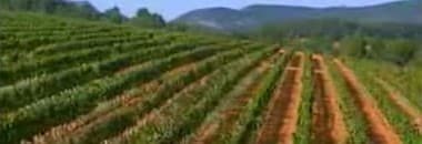 トーレス サングレ デ トロ レッド 2022年 赤ワイン スペイン