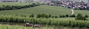 フォン・ウィニング ソーヴィニヨン・ブラン トロッケン I 2017年 750ml （ドイツ 白ワイン）