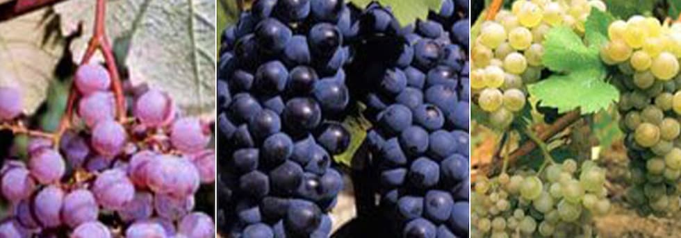 マルス 甲州 オランジュ グリ 2022年 甲州種100％ マルスワイン(本坊酒造)720ml 白ワイン