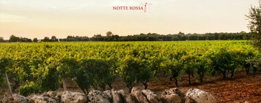 ノッテ ロッサ フィアーノ 2022 テッレディサヴァ ノッテ ロッサ フィアーノ種100％ IGPサレント 白ワイン イタリアワイン 辛口