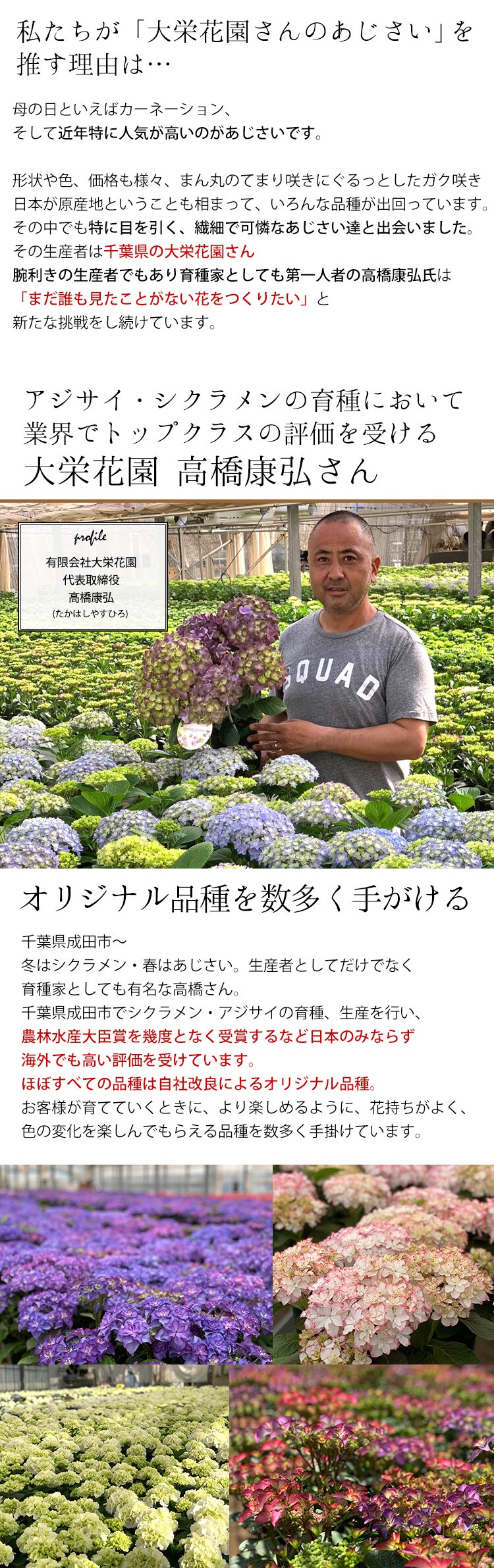 Dショッピング 母の日ギフト22 大栄花園さんのあじさい 5号鉢 カサノバレッド 5月3 8日の間でお届け 当店おまかせ 花由 カテゴリ 生花の販売できる商品 フラワーマーケット花由 048evm22h1f ドコモの通販サイト