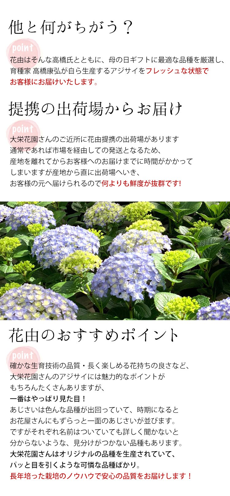 Dショッピング 母の日ギフト22 大栄花園さんのあじさい 5号鉢 ラグーン 5月3 8日の間でお届け 当店おまかせ 花由 カテゴリ 生花の販売できる商品 フラワーマーケット花由 048evm22h1a ドコモの通販サイト Dショッピング 母の日ギフト22 大栄花園さんのあじさい 5号鉢 ラグーン 5月3 8日の間でお届け 当店おまかせ 花由 カテゴリ 生花の販売できる商品 フラワーマーケット花由 048evm22h1a ドコモの通販サイト