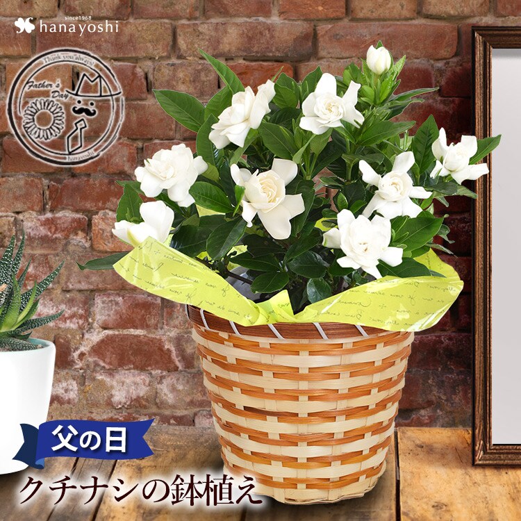 Dショッピング 父の日ギフト22 香りが楽しめる クチナシの鉢植え 6月15 19日の間でお届け 当店おまかせ 花由 カテゴリ 植木の販売できる商品 フラワーマーケット花由 048evf22h103 ドコモの通販サイト