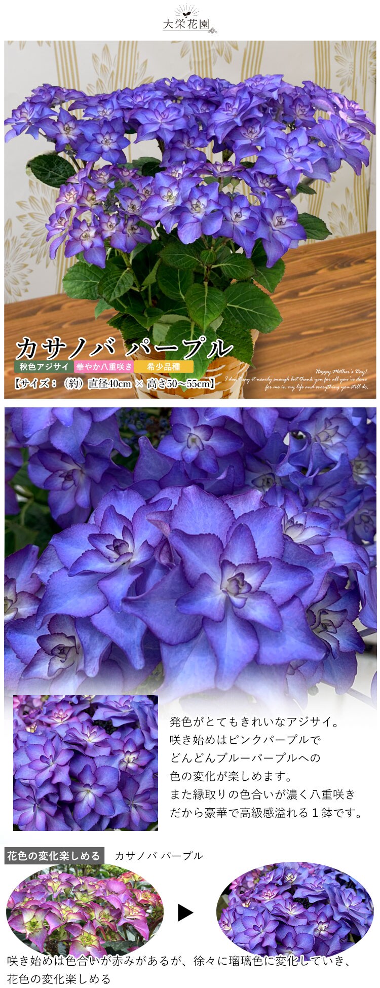 アジサイ カサノバ 大栄花園さん Khgw1worh2 Liliorg In アジサイ カサノバ 大栄花園さん Khgw1worh2 Liliorg In