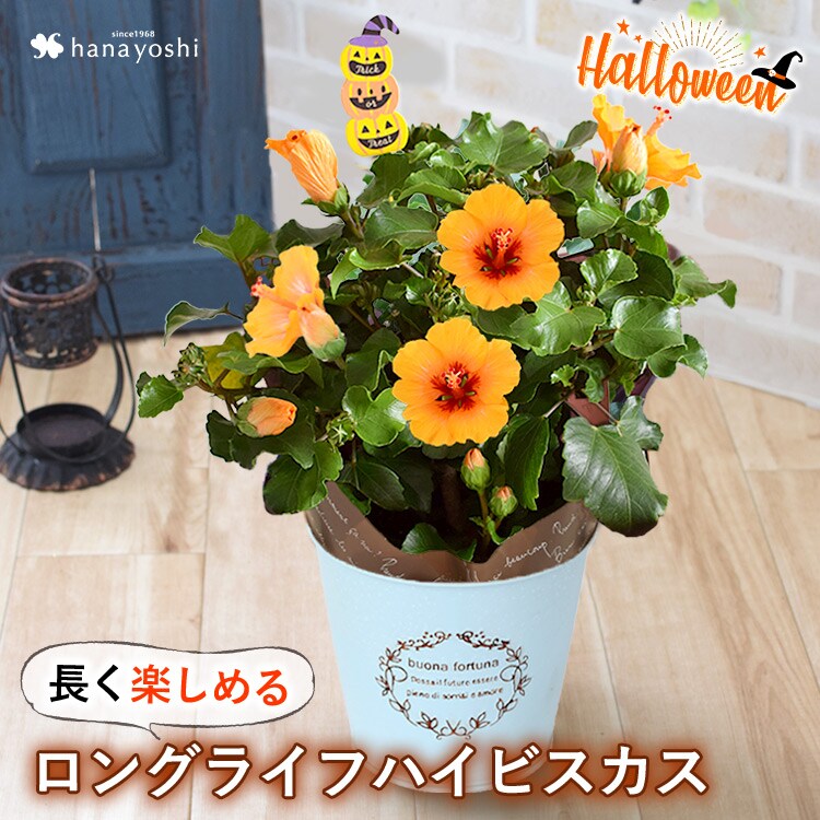 dショッピング |[10/1～10/25届] モリヒロ園芸さんの季節の鉢花 ロング