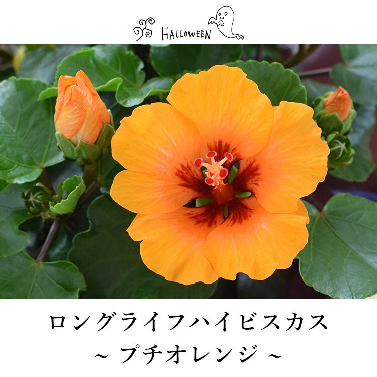 dショッピング |[10/1～10/25届] モリヒロ園芸さんの季節の鉢花 ロング