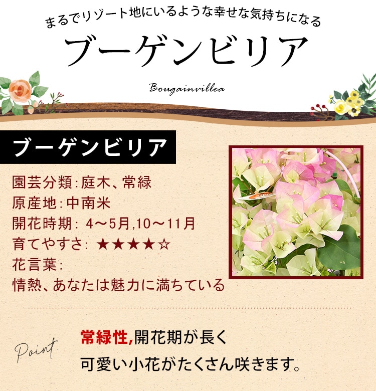 dショッピング |[5/20～7/31届] ブーゲンビリアの鉢植え