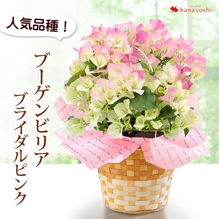 ブーゲンビリアNo944盆栽 らくらく ブーゲンビリア盆栽 らくらく