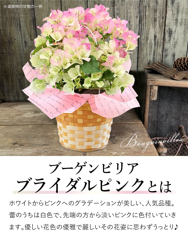 ブーゲンビリアNo920 中型鉢 ピンク・ホワイト　らくらくメルカリ便発送‼️ ブーゲンビリアNo920 中型鉢 ピンク・ホワイト らくらくメルカリ便発送