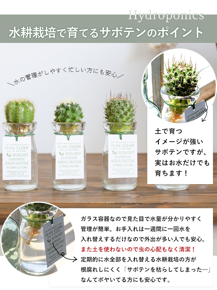 dショッピング |観葉植物 多肉植物 水耕栽培で育てるサボテン【品種は当店におまかせください】 ※北海道・沖縄はお届け不可 花由 |  カテゴリ：観葉植物の販売できる商品 | フラワーマーケット花由 (048hog2210)|ドコモの通販サイト