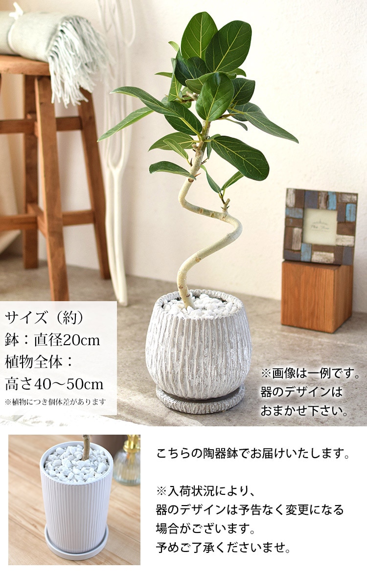 dショッピング |観葉植物 曲げ ゴムの木 陶器鉢「ティケネ」※北海道